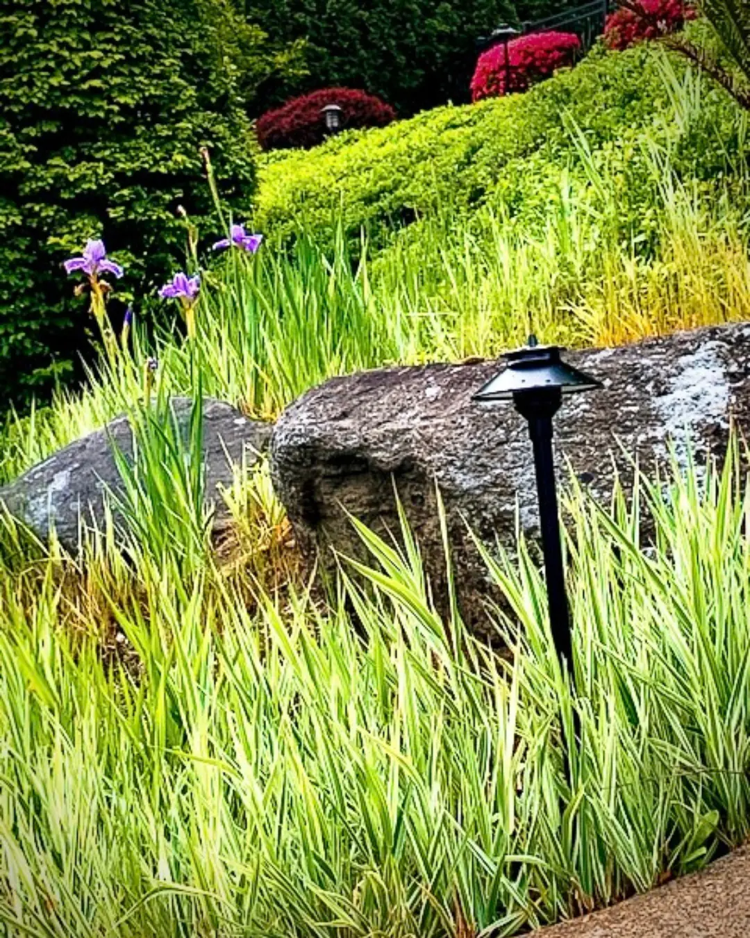 Path light with boulders and irises