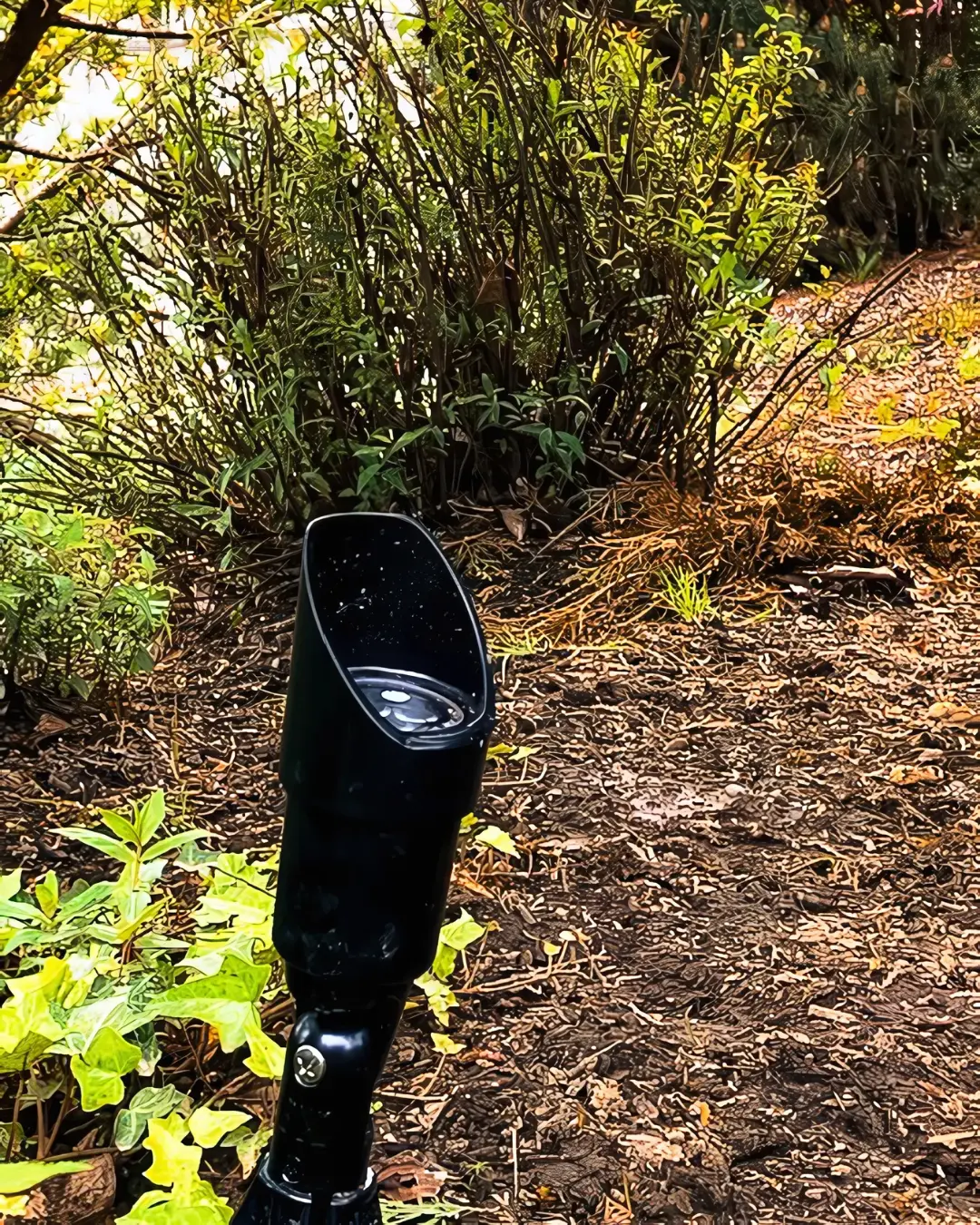 Uplight in mulch bed with ivy