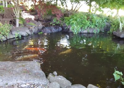 Pond with fish pic 2